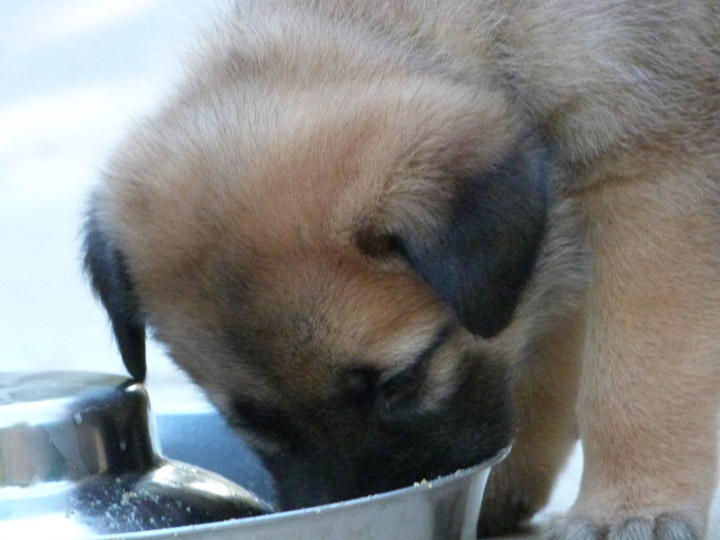 chinook dog